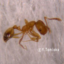 アブ類　<i>Tabanidae</i>