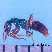 アブ類　<i>Tabanidae</i>