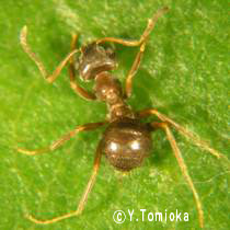 アブ類　<i>Tabanidae</i>