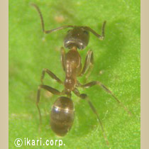 アブ類　<i>Tabanidae</i>