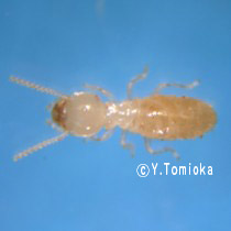 アブ類　<i>Tabanidae</i>