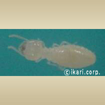 アブ類　<i>Tabanidae</i>