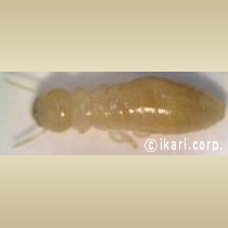 アブ類　<i>Tabanidae</i>