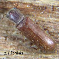 アブ類　<i>Tabanidae</i>