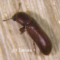 アブ類　<i>Tabanidae</i>