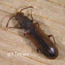 アブ類　<i>Tabanidae</i>