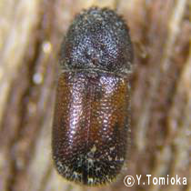 アブ類　<i>Tabanidae</i>