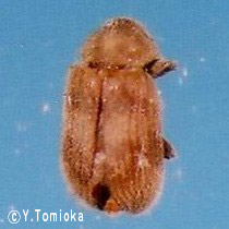 アブ類　<i>Tabanidae</i>