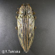 アブ類　<i>Tabanidae</i>