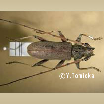 アブ類　<i>Tabanidae</i>