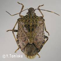 アブ類　<i>Tabanidae</i>