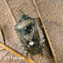 アブ類　<i>Tabanidae</i>