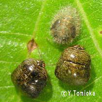 アブ類　<i>Tabanidae</i>