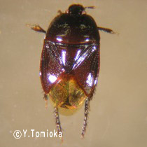 アブ類　<i>Tabanidae</i>