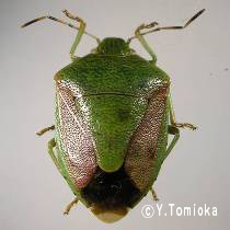 アブ類　<i>Tabanidae</i>