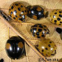 ナミテントウ Harmonia Axyridis Pallas イカリ消毒 害虫と商品の情報サイト