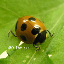 アブ類　<i>Tabanidae</i>