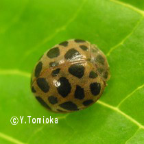 アブ類　<i>Tabanidae</i>