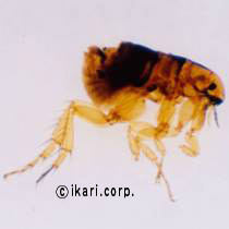 アブ類　<i>Tabanidae</i>