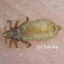 アブ類　<i>Tabanidae</i>