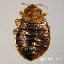 アブ類　<i>Tabanidae</i>