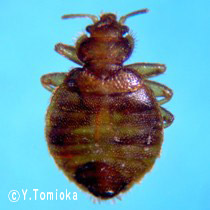 アブ類　<i>Tabanidae</i>