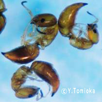 アブ類　<i>Tabanidae</i>