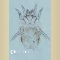 アブ類　<i>Tabanidae</i>