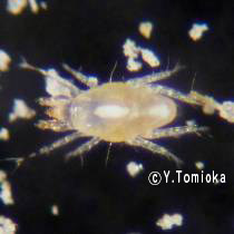 アブ類　<i>Tabanidae</i>