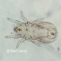 アブ類　<i>Tabanidae</i>