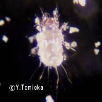 アブ類　<i>Tabanidae</i>