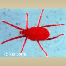 アブ類　<i>Tabanidae</i>