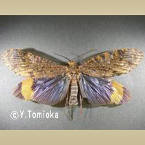 アブ類　<i>Tabanidae</i>