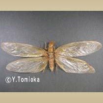 アブ類　<i>Tabanidae</i>