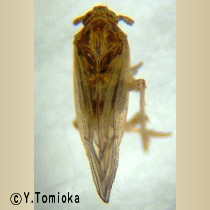 アブ類　<i>Tabanidae</i>