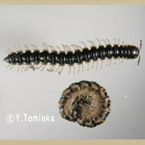 アブ類　<i>Tabanidae</i>