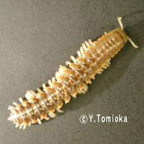 アブ類　<i>Tabanidae</i>