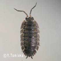 アブ類　<i>Tabanidae</i>