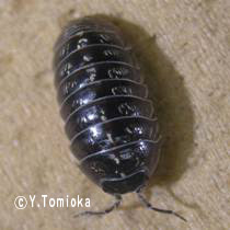 アブ類　<i>Tabanidae</i>