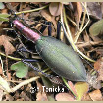 アブ類　<i>Tabanidae</i>