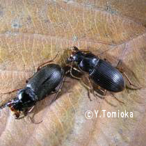 アブ類　<i>Tabanidae</i>