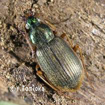 アブ類　<i>Tabanidae</i>