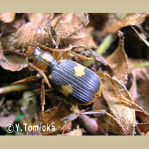 アブ類　<i>Tabanidae</i>