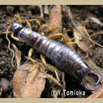 アブ類　<i>Tabanidae</i>