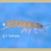 アブ類　<i>Tabanidae</i>