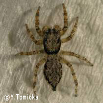 アブ類　<i>Tabanidae</i>