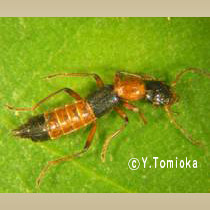 アブ類　<i>Tabanidae</i>