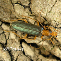 アブ類　<i>Tabanidae</i>