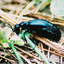 アブ類　<i>Tabanidae</i>