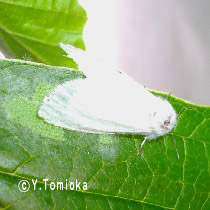 アブ類　<i>Tabanidae</i>